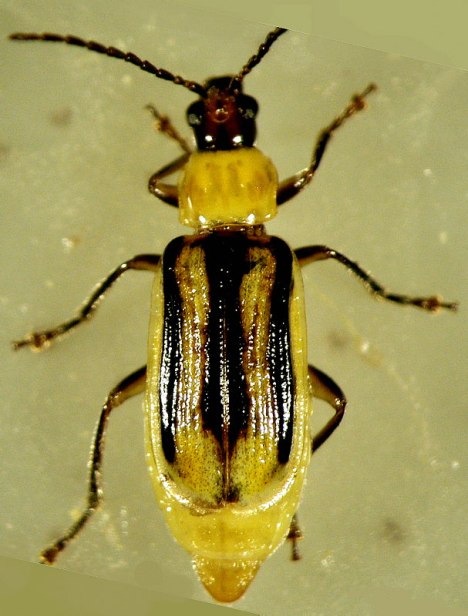 Diabrotica virgifera virgifera